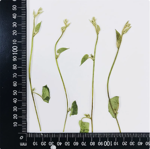 <span class=keywords><strong>Ipomoea</strong></span> con ramas Scrapbooking resina epoxi planta Natural ecológica flor prensada Real para marco - Product Image 6