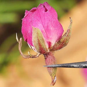 Bourgeons de rose séchés de variété française, fleurs séchées naturelles pour infusion de tisane - Product Image 3