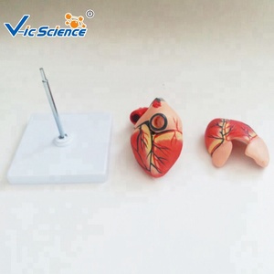 Modello di <span class=keywords><strong>Cuore</strong></span> Umano a Grandezza Naturale con Divisione Cardiaca per <span class=keywords><strong>l</strong></span>'Insegnamento e <span class=keywords><strong>l</strong></span>'<span class=keywords><strong>Educazione</strong></span> Medica degli Studenti - Product Image 3