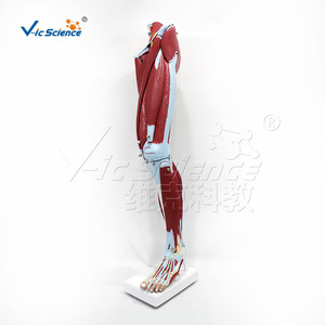 Vic Education : Modèle anatomique humain des muscles, des vaisseaux sanguins et des nerfs des membres inférieurs ; Modèle anatomique humain - Product Image 4