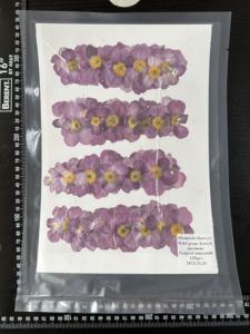 Uva selvagem folha anêmona pressionada flor - Product Image 4