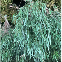 120g Gedroogde Eucalyptus Takken met Zaden, Gedroogde Eucalyptus Planten, Home Decor Boeketten voor Moederdag