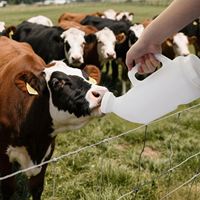 Biberon horizontal pour veau de 2L et 4L avec poignée pour l'alimentation des veaux dans les nichoirs à veaux, soins du bétail