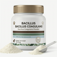 Poudre de Bacillus Coagulans de haute qualité, probiotique pour le confort digestif et le soutien de la santé intestinale, approvisionnement en gros