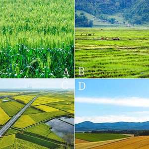 Proveedor Profesional. Excelente eficacia contra malezas de hoja ancha: alpiste, hierba de la cabaña, hierba de la gallina, rábano silvestre. - Product Image 3