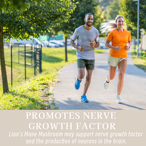 Capsules de Crinière de Lion OEM ODM avec champignons Crinière de Lion pour soutenir la croissance des nerfs et la fonction cognitive – Supplément Crinière de Lion - Product Image 4