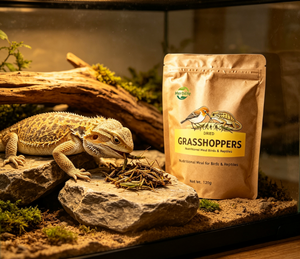 Suplemento alimenticio al por mayor, suplemento alimenticio natural de gafanhotos secos, alimento para mascotas, comida nutritiva para aves y reptiles - Product Image 3
