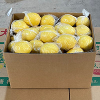 Citron frais sans pépins de haute qualité en gros, avec une durée de conservation de 60 jours, stockage à froid pour l'exportation