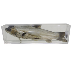 Venta directa de fábrica: Especímenes de carpa cebú desecados y preservados, especímenes de alta calidad para enseñanza y exhibición. - Product Image 4
