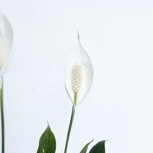 Bunga Anthurium Putih Segar dalam Pot, Batang Panjang, Tanaman Alami untuk Dekorasi Pernikahan, Harga Kompetitif