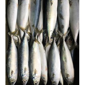 Sgombro del Pacifico Congelato di Grandi Dimensioni 300-500g - Product Image 6