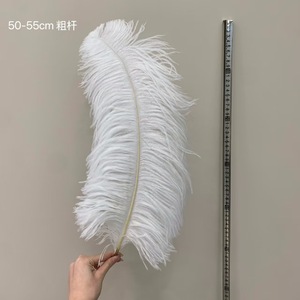 <span class=keywords><strong>Piume</strong></span> <span class=keywords><strong>di</strong></span> struzzo grandi all'ingrosso per centrotavola <span class=keywords><strong>di</strong></span> matrimoni, decorazioni per tavoli, <span class=keywords><strong>piume</strong></span> <span class=keywords><strong>di</strong></span> struzzo <span class=keywords><strong>bianche</strong></span> naturali sfuse - Product Image 3