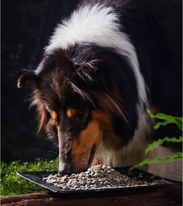 Odm/oem תבואה התאמה אישית הטובה ביותר הכלב לטיפול מזון עבור כלבים יבש כלבים חטיפים למזון כלבים מזון כלבים - Product Image 1