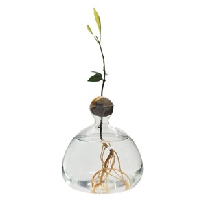 <span class=keywords><strong>Vase</strong></span> en verre esthétique MSH en forme de noyau d'<span class=keywords><strong>avocat</strong></span>, <span class=keywords><strong>vase</strong></span> en verre transparent pour la maison moderne - Product Image 5