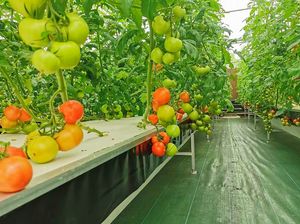 <span class=keywords><strong>Balsa</strong></span> flotante XPS para hidroponía, lámina de poliestireno aislada para sistema de cultivo en aguas profundas (DWC) - Product Image 4