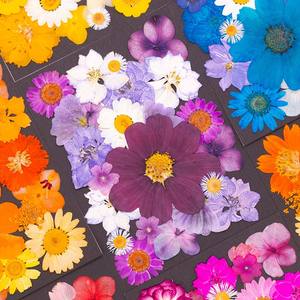 23 pièces/paquet de fleurs séchées pressées colorées pour la résine, marque-page, cadre photo - <span class=keywords><strong>Plante</strong></span> naturelle, Saint-Valentin, Pâques - Product Image 1