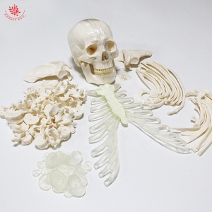 <span class=keywords><strong>Huesos</strong></span> dispersos con Calavera, <span class=keywords><strong>cuerpo</strong></span> <span class=keywords><strong>humano</strong></span> completo, Material <span class=keywords><strong>de</strong></span> PVC <span class=keywords><strong>de</strong></span> alta calidad, 206 Uds., esqueleto desarticulado - Product Image 6