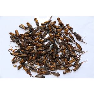 Grillo Secco 100% Naturale all'Ingrosso dalla Fabbrica, Finemente Lavorato, ad Alto Contenuto Proteico, Alimento Ecologico per Rettili, Durata di Conservazione 3 Anni, Alimento per Animali Domestici - Product Image 3