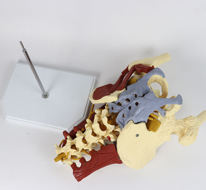 <span class=keywords><strong>Cuerpo</strong></span> <span class=keywords><strong>Humano</strong></span> suspendido para ciencia médica, vértebra lumbar de cinco secciones <span class=keywords><strong>con</strong></span> sistema nervioso, hernia de disco intervertebral <span class=keywords><strong>con</strong></span> modelo muscular - Product Image 6