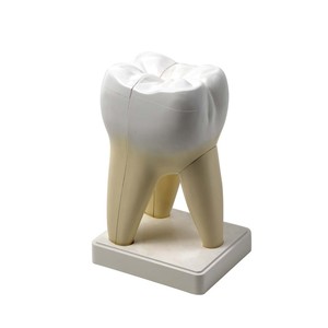 Modèle de molaire, usage dentaire, dent amovible, enseignement de l'anatomie dentaire humaine, démonstration biologique - Product Image 4