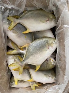 IQF congelato cina dorato <span class=keywords><strong>Pompano</strong></span> intero rotondo pesce Pomfret dorato - Product Image 4