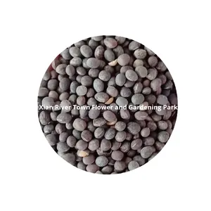 Semi di Pisello Arrowhead, Semi di Pisello Selvatico, Semi di Vetch Piccola, Semi ad Alto Contenuto Proteico, per Olio, Frutteto, Fertilizzazione Verde, Piante da Miele, Controllo delle Erbe Infestanti nei Pascoli - Product Image 5