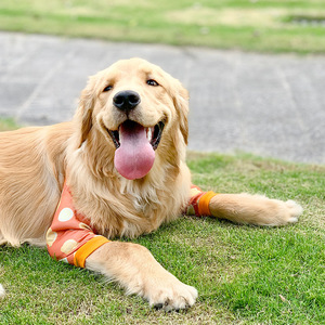 Ropa protectora de rodilla y codo para Golden Retrievers y Labradores Protección de articulaciones y antiabrasión - Product Image 3