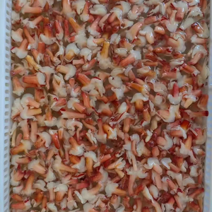 Mejillón de orquídeas congelado a buen precio para todo el mercado mundial - Product Image 1