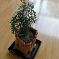 Pot de fleurs spécial racine d'arbre en ciment, pot de souche de jardinière de bassin pour succulente, pot de plante en ciment pour jardin maison