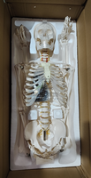 Modelo de Esqueleto Humano de 170 cm, Modelo de Huesos Humanos de Tamaño Real, Modelo de Esqueleto de Tamaño Completo para Ciencias Médicas Anatómicas