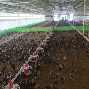 نظام خط خط أوتوماتيكي لتغذية الفروج ومياه الشرب لمزارع الدواجن ، ماكينة تغذية - Product Image 4