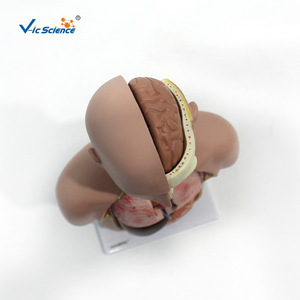 Modelo de torso hermafrodita pequeño, modelo de anatomía humana para enseñanza, herramienta educativa para comprender la estructura detallada de - Product Image 4