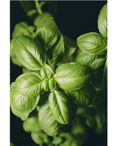 Polvo de Hojas de Albahaca Natural, Polvo de Hojas Secas Puro, Ingrediente Vegetal Aromático de Alta Calidad, Rico en Nutrientes, para Cocinar - Product Image 1