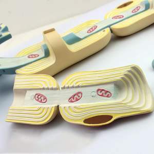 मानव 2500x बढ़े हुए न्यूरोऑन सेल मॉडल एनाटोमी मॉडल चिकित्सा विज्ञान के लिए परमाणु अध्ययन के लिए प्रमाणित - Product Image 4