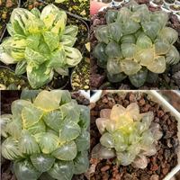 Plante Haworthia écologique pour la décoration intérieure, hauteur 6-7 cm, absorption du formaldéhyde, cadeau, entretien facile, origine Chine