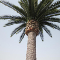 Daun Pohon Palem Buatan Palsu Barhi Date Palm di Arab Saudi