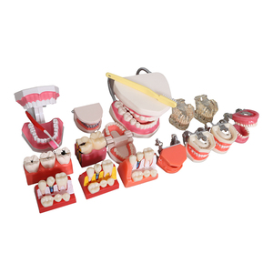 Nuovo modello di insegnamento orale modello dentale <span class=keywords><strong>Standard</strong></span> dentale insegnamento modello dentale - Product Image 1