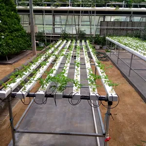 -¿NFT sistemas de cultivo hidropónico para el cultivo de lechuga y hierbas