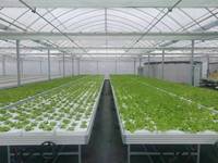 Serre 4x8 pieds Tables de culture en plastique Table de reflux et de débit Système hydroponique Banc roulant pour légumes à feuilles et fleurs