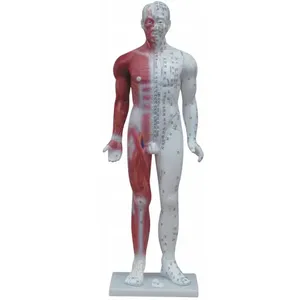 चीनी चिकित्सा एक्यूपंक्चर के लिए 84 सेमी पुरुष मॉडल - Product Image 2