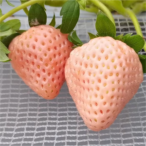 Invernadero plantación de fresas sombrilla Red de frutas aislamiento anticorrosión sombrilla anticongelante soporte de aislamiento blanco - Product Image 1