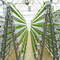 Système de culture hydroponique NFT en serre pour la culture de fraises et de tomates