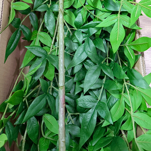 Hojas de <span class=keywords><strong>Nandina</strong></span> Verdes Artificiales para Arreglos Florales de Boda, Decoración del Hogar, Vegetación Artificial, Flores Artificiales al por Mayor - Product Image 4