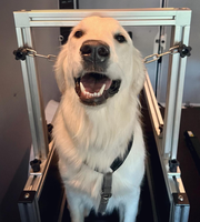 Machine d'entraînement pour animaux de compagnie, équipement pour chiens, vente directe d'usine