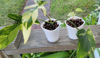VENTE FLASH Pots de fleurs en plastique transparent pour balcon et jardin de 15 cm, pots à plantes auto-arrosants avec pot intérieur transparent