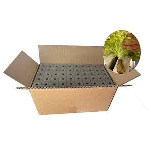 Cubetti idroponici serra per piantare semi di lattuga vegetale in crescita a metà