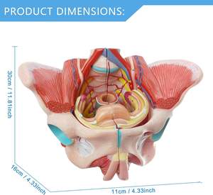 Modello Anatomico del Bacino <span class=keywords><strong>Femminile</strong></span> - Modello Didattico per Scuole e Ospedali in Materiale PVC - Product Image 4