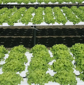 Sistema de <span class=keywords><strong>agricultura</strong></span> hidropónica Nft, canal de plástico para fresa, invernadero de jardín - Product Image 4