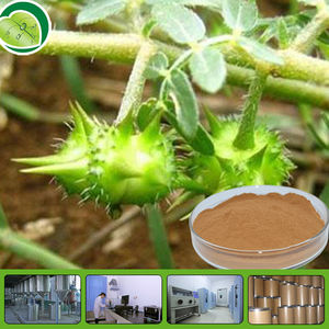 Puur Natuurlijke Food Grade <span class=keywords><strong>Tribulus</strong></span> <span class=keywords><strong>Terrestris</strong></span> Extract <span class=keywords><strong>Tribulus</strong></span> 10:1Terrestris Saponinen <span class=keywords><strong>Tribulus</strong></span> <span class=keywords><strong>Terrestris</strong></span> Poeder - Product Image 5