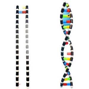 Composants du modèle de structure de la double hélice d'ADN, modèle de structure d'ADN de taille moyenne, modèle génétique, expérience biologique. - Product Image 3